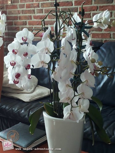 Yu-lan Alice Adventures orchidee Yu-lan Alice Adventures orchidee